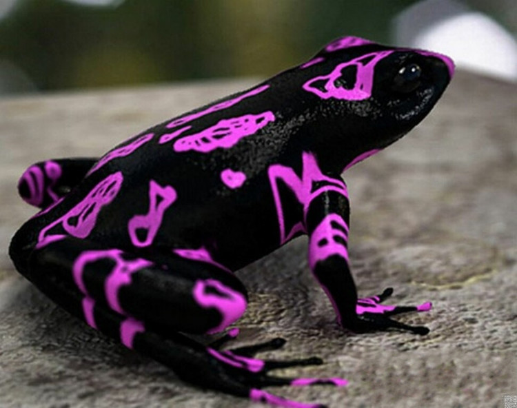  i can honestly say i have never seen a frog w/ those colors wow wtf ?