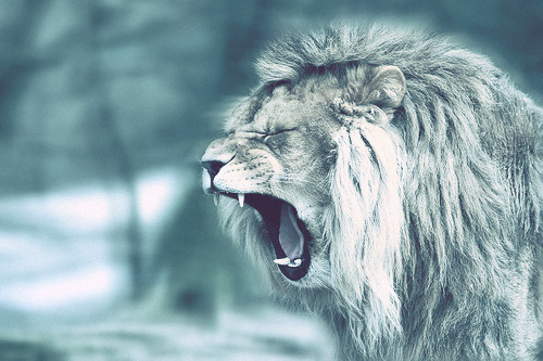 born to win, never to lose
