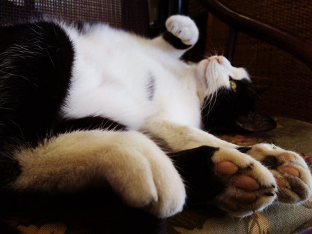 Meow