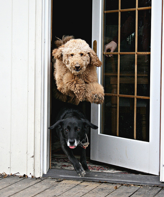 dowhattowhosedog:  “Everytime I let Buddy and Luke outside, Luke always jumps over