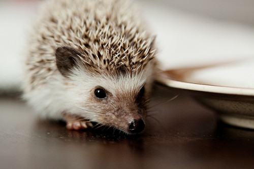 white-calm:  Tiggy by jackie hampton on Flickr. 