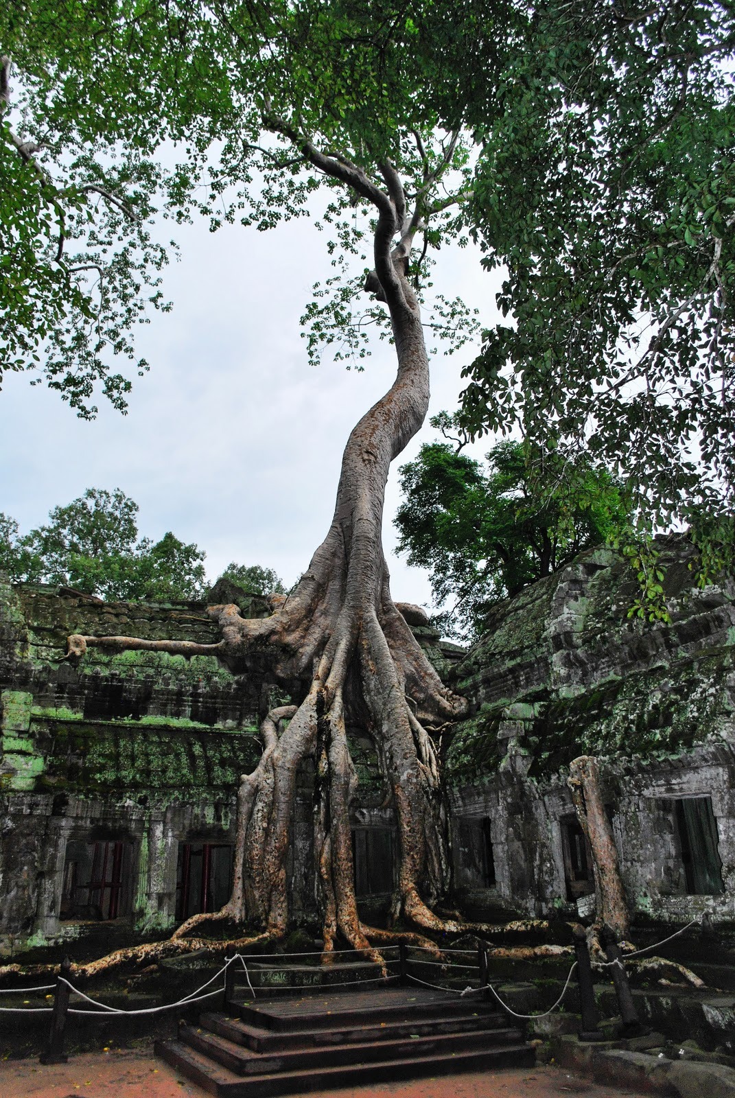 Ta Prohm Temple, Cambodia