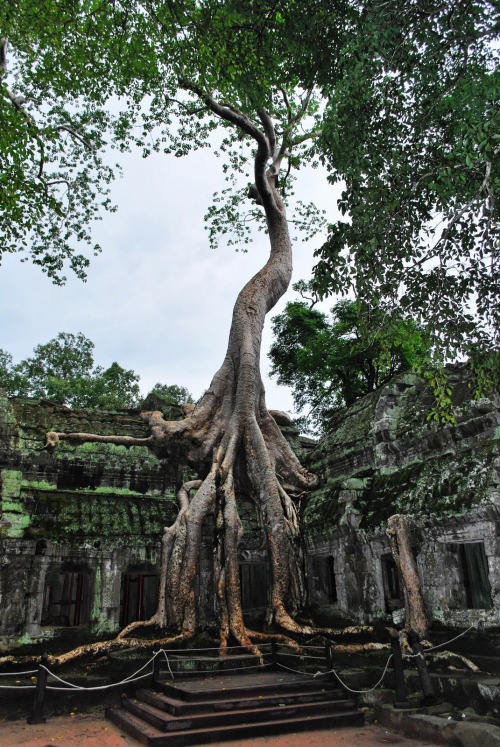 connectthedots:  imsoweirdimnotanitimanith:  yayminecraft:  terrestrial-noesis:  Ta Prohm Temple, Cambodia  Here’s something for you all to make.  Mein gott  Oh my god the photographer I work for has loads of pictures of this temple, I have spent a