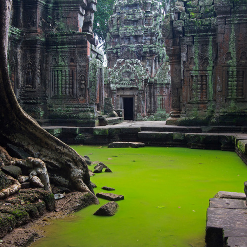 connectthedots:  imsoweirdimnotanitimanith:  yayminecraft:  terrestrial-noesis:  Ta Prohm Temple, Cambodia  Here’s something for you all to make.  Mein gott  Oh my god the photographer I work for has loads of pictures of this temple, I have spent a