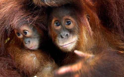 One-year-old Sumatran orangutans Ishta and Bino peek out from the shelter of an older ape at the Singapore Zoo. Picture: Wong Maye-E/AP