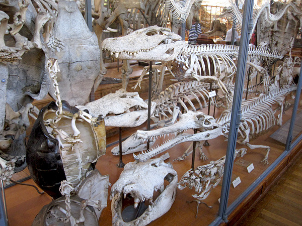 La Galerie de paléontologie et d'anatomie comparée en Paris.
reptiles skeleton