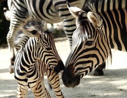 thisimperfectlybeautifullife:  I <3 Zebras! 
