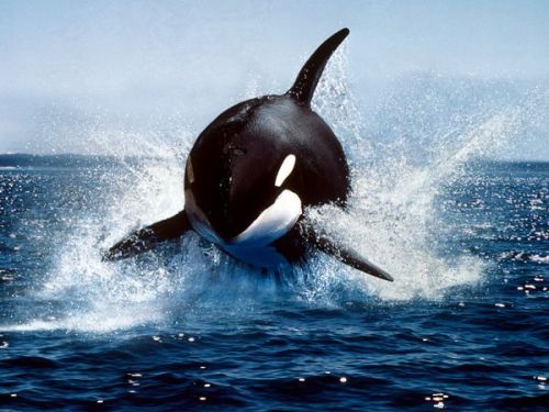 Killer Whale Breaching - Largest of the dolphins, the killer whale, or orca, is a highly successful predator, feeding on fish, seals, and sometimes whales.
