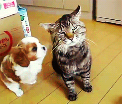 bryarly:   #the 4th gif tho #let’s get a dog they said it’ll be fun they said  This is the most patient cat on the planet.