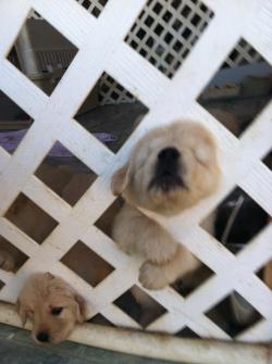 koinugirl:  Babies what are you doin 