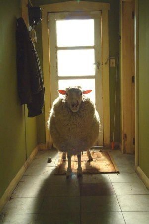 Baa black sheep song lyrics