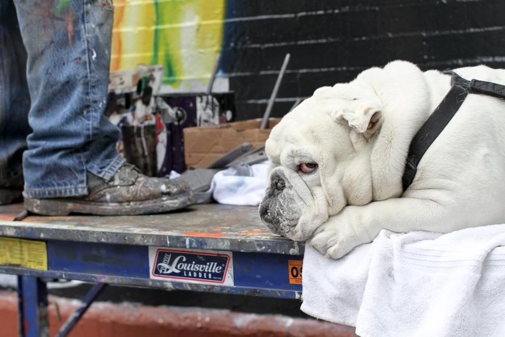humansofnewyork:  The painter heard me laughing and, without looking down, said “Boogie’s