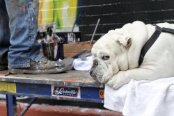 humansofnewyork:  The painter heard me laughing and, without looking down, said “Boogie’s looking at you sideways, isn’t he?” 