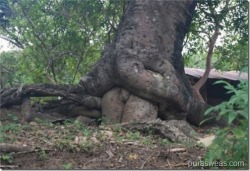 arboles cachondos