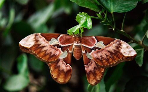 toonskribblez:And people wonder why I get annoyed when they call moths “ugly” and “scary”.