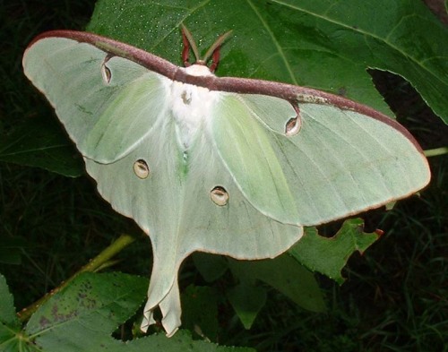 toonskribblez:And people wonder why I get annoyed when they call moths “ugly” and “scary”.