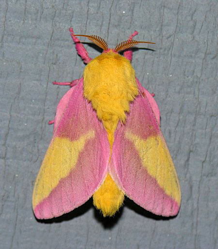 toonskribblez:And people wonder why I get annoyed when they call moths “ugly” and “scary”.