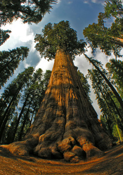 terrestrial-noesis:  General Sherman, a giant sequoia tree in California 