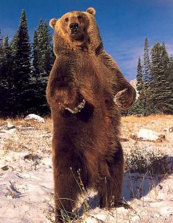 llbwwb:  Big bad brown bear by connie
