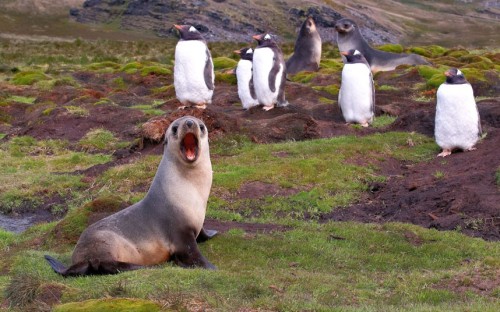 An opened-mouthed fur seal with gentoo penguins, Stromness, South Georgia Island
Russian photographer Sergey Kokinskiy seems to get quite a reaction from the wildlife he shoots. Sergey began photography as a hobby after travelling widely. He soon...