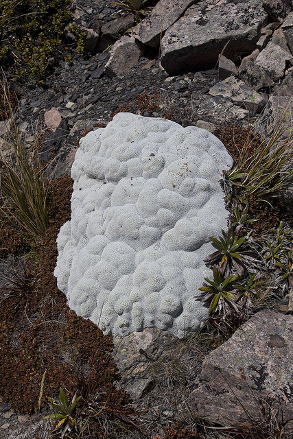 Vegetable Sheep. It’s all vegetable! This is one the world’s weirdest plants.
The tiny leaves bunch up together to completely cover the stems and roots, allowing it to survive the cold winds of New Zealand mountains.