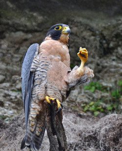 fairy-wren:  expressive peregrine falcons