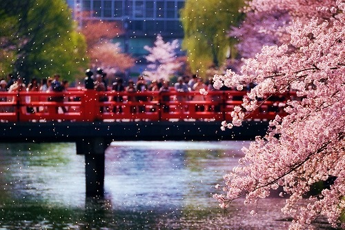 fuckyeahjapanandkorea:  桜舞う (by yuta35) 