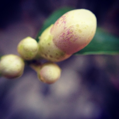 Lemon. (Taken with instagram)