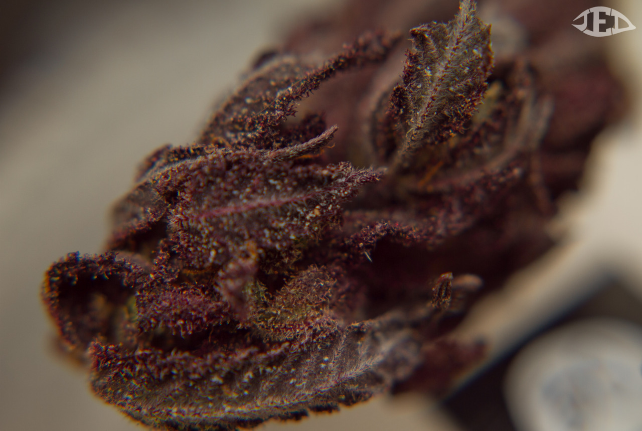 jed-eye:  Yurple Ube 
