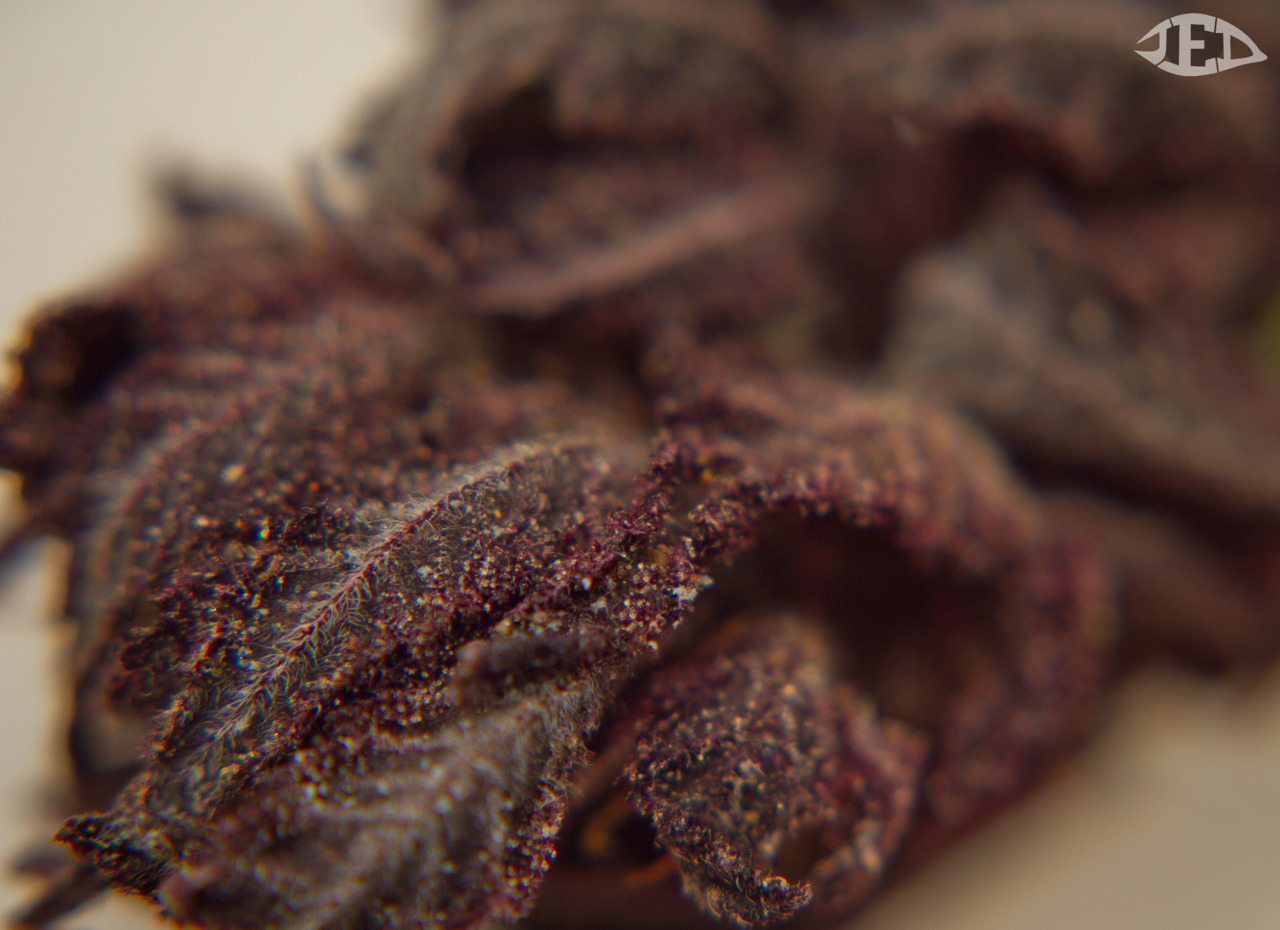 jed-eye:  Yurple Ube 