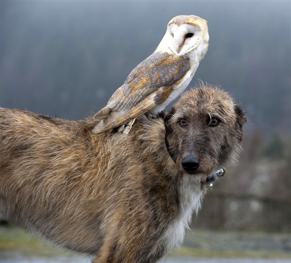 lumber:  chynnaclugstonflores:  An owl and an Irish Wolfhound are the best of friends?