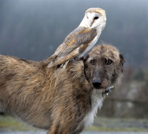 lumber:  chynnaclugstonflores:  An owl and an Irish Wolfhound are the best of friends? Sounds like a supernatural mix to me. Do they live with a Banshee, or are they actually pookas?   dogjournal:   DOG AND OWL EXERCISE TOGETHER Willow the Owl and Merlin