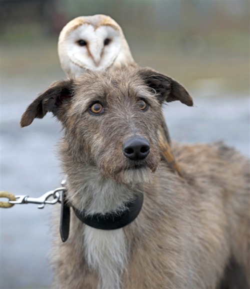 lumber:  chynnaclugstonflores:  An owl and an Irish Wolfhound are the best of friends? Sounds like a supernatural mix to me. Do they live with a Banshee, or are they actually pookas?   dogjournal:   DOG AND OWL EXERCISE TOGETHER Willow the Owl and Merlin