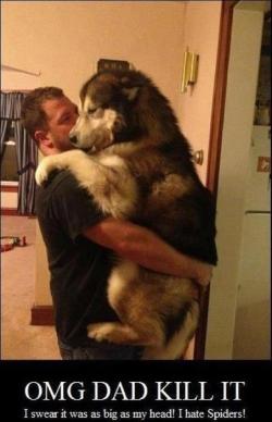 mumfordandsam:  beard-power:  shadyandelany:  kill it! T.T  This is everything I want in a dog.  Want it!!!! love doggies :( wish I could see mine! 