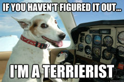 thedailymeme:  Co-Pilot Dog