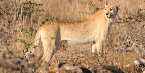 naturepunk: This spotless cheetah, the latest addition to the growing list of rare animals caught on