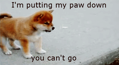 the-absolute-funniest-posts:  Follow this blog, you will love it on your dashboard
