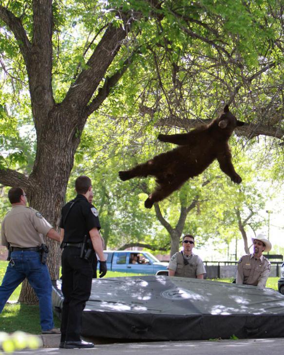 mychemicalimbalance:  THIS IS FROM WHEN THEY GOT A BEAR DOWM FROM A TREE AND THEY