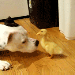 the-absolute-best-gifs:  Follow this blog,
