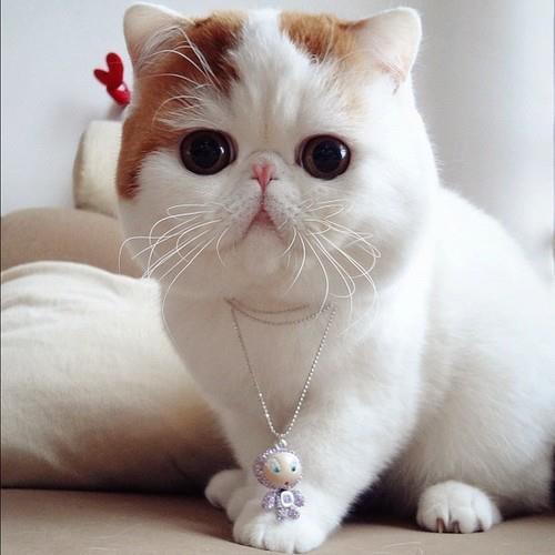 Orange british shorthair blue eyes