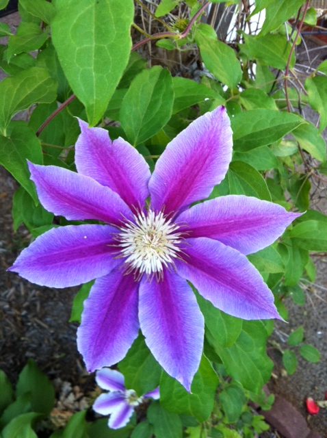 Flower in my moms garden