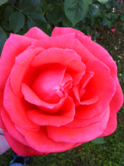 Rose In My Moms Garden,Snapped This Pic Yesterday With An Iphone