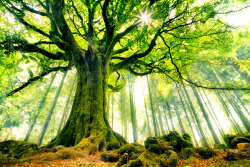 Http://Frogsmoke.com/2011/08/10/Magical-And-Majestic-Ponthus-Beech/