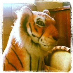 thealleghenyblogger:  What a distinguished Tiger. (Taken with instagram) 