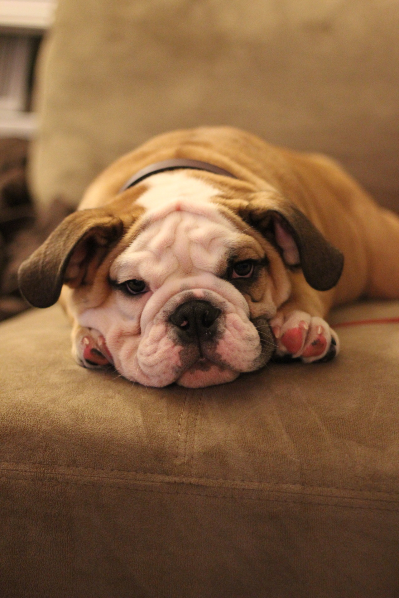 English Bulldog Love