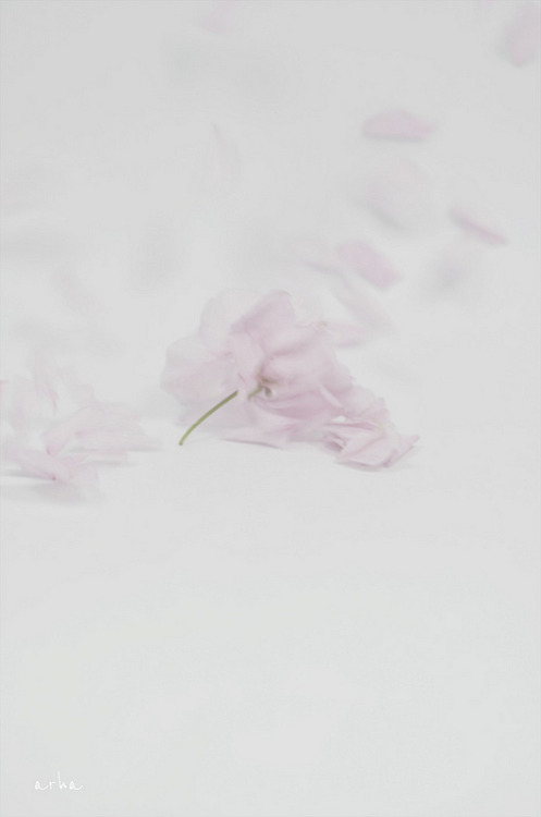 arha-blossom:  Cherry-blossoms-were-scattered-2 by © 2012 arha 
