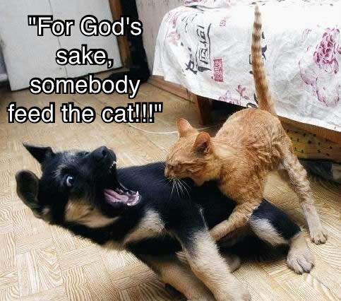 the-absolute-funniest-posts:  Follow this blog, you will love it on your dashboard