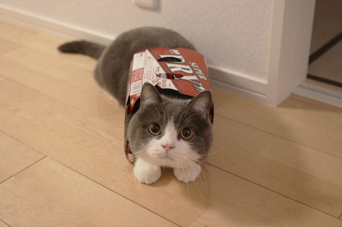 catsdoingsillythings:STEP AWAY.FROM MAH SIX-PACK.