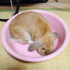 lovelylops:  Rabbit lying in wash-basin.