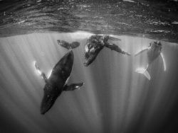 exterum:  (via Humpback Whales Picture, Tahiti